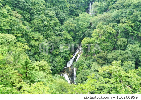 Summer Kirifuri Plateau: Scenery of Kirifuri Falls surrounded by fresh greenery 116260959