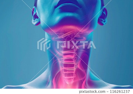 Illustration highlighting the internal anatomy of a woman's throat, emphasizing the cervical region. Perfect for use in health awareness campaigns and medical training. Illustration highlighting the internal anatomy of a woman's throat, emphasizing the cervical region. Perfect for use in health awareness campaigns and medical training. 116261237