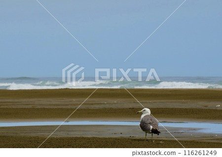 海鳥站在沙灘上,在平靜的海面上度過時光 海鳥站在沙灘上,在平靜的海面上度過時光 116261249