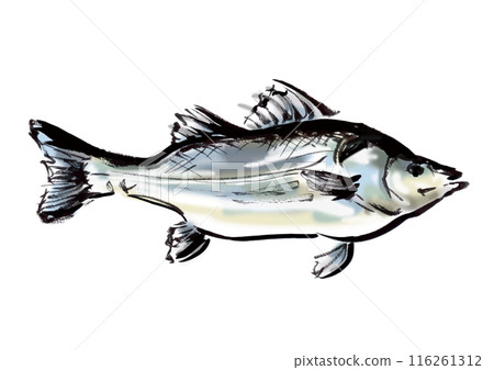 Hand-drawn Japanese-style brush illustration of a fish, sea bass, facing right Hand-drawn Japanese-style brush illustration of a fish, sea bass, facing right 116261312