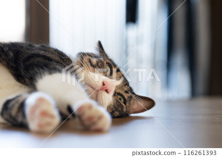 A lying cat A lying cat 116261393