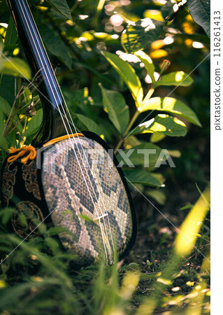 Okinawa sanshin image Okinawa sanshin image 116261413