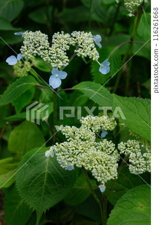 Hydrangea macrophylla of Tokachi Hydrangea macrophylla of Tokachi 116261668
