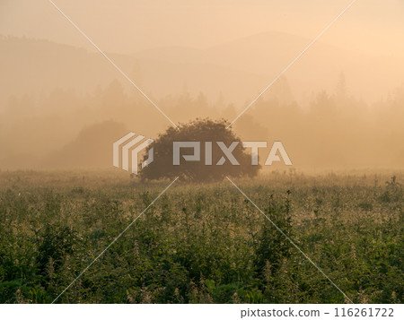 Summer foggy morning in the wooded foothills. Summer foggy morning in the wooded foothills. 116261722