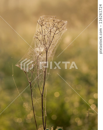 A bush of dry grass entangled in cobwebs A bush of dry grass entangled in cobwebs 116261724