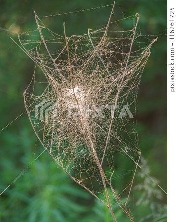 A bush of dry grass entangled in cobwebs A bush of dry grass entangled in cobwebs 116261725