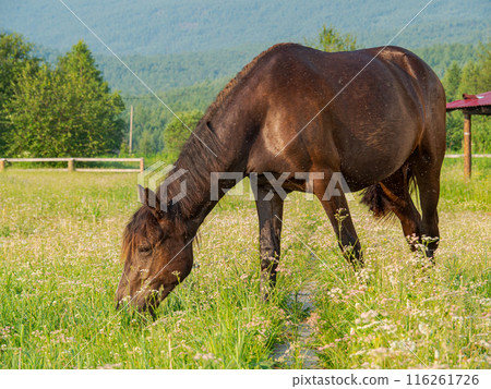 A horse grazes on a grassy lawn. A horse grazes on a grassy lawn. 116261726