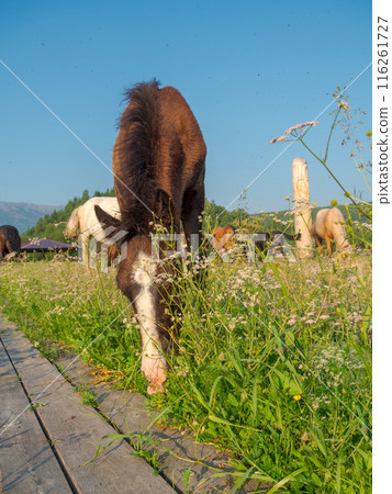 Herd of horse grazing on a grassy lawn Herd of horse grazing on a grassy lawn 116261727