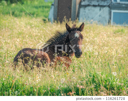 A bay foal lies on the grass and looks at the camera. A cloud of midges over a horse. 116261728
