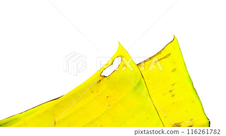 A cut-out of a yellow banana leaf on a white background with clipping paths. 116261782