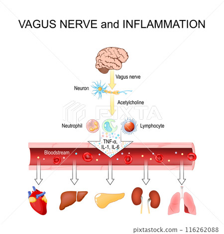 Vagus Nerve and Inflammation 116262088