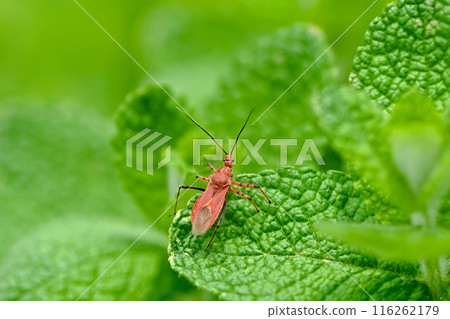 Red turtle Red turtle 116262179