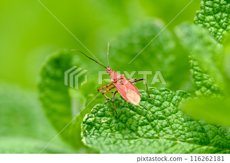 Red turtle Red turtle 116262181