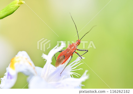 Red turtle Red turtle 116262182