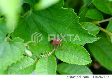 Red turtle Red turtle 116262183