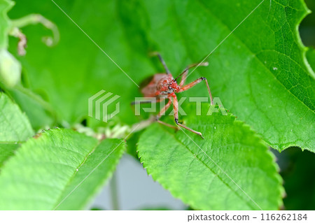 Red turtle Red turtle 116262184