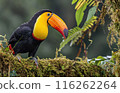 Tropical Toucan on Mossy Branch 116262264