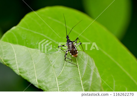 志摩鯊魚龜 志摩鯊魚龜 116262270