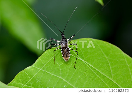 Shima shark turtle 116262273