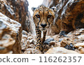 Cheetah Stare in Rocky Canyon 116262357