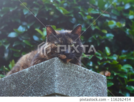 Landscape with a cat resting on a stone 116262454