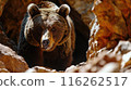Brown Bear at Cave Entrance 116262517