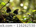 Butterflies in Forest Light 116262530