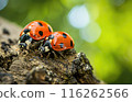 Ladybugs in Natural Habitat 116262566