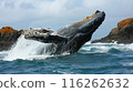 Humpback Whale Breaching in Ocean 116262632