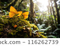 Sunlit Butterflies in Forest 116262739