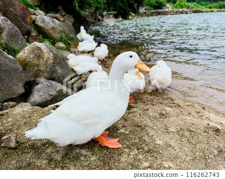 Ducks relaxing by the water Ducks relaxing by the water 116262743