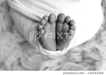 The tiny foot of a newborn baby. Soft feet of a new born in a wool blanket. Close up of toes, heels and feet of a newborn. Black and white Macro photography. The tiny foot of a newborn baby. Soft feet of a new born in a wool blanket. Close up of toes, heels and feet of a newborn. Black and white Macro photography. 116262988