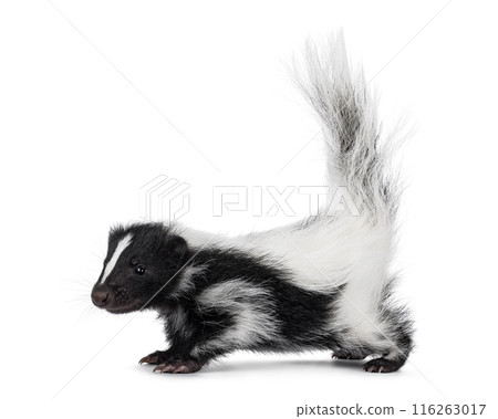 Baby skunk on white background 116263017