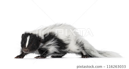 Baby skunk on white background Baby skunk on white background 116263033