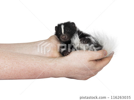 Baby skunk on white background Baby skunk on white background 116263035