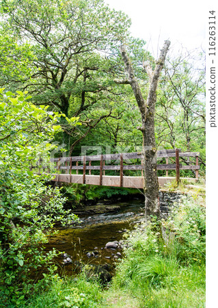 洛磯山溪流和人行橋穿過南威爾斯的森林通往蘇格德氏族格溫瀑布 116263114
