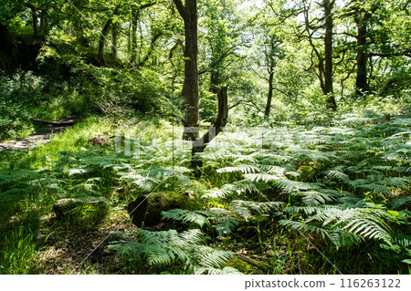 南威爾斯森林裡樹蔭下成群生長的蕨葉 116263122