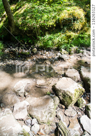 A stepping stone bridge over a dried up stream in the woods of South Wales A stepping stone bridge over a dried up stream in the woods of South Wales 116263127
