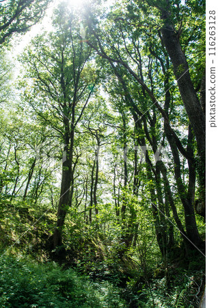 A forest filled with trees and weeds bathed in dazzling sunlight in South Wales A forest filled with trees and weeds bathed in dazzling sunlight in South Wales 116263128