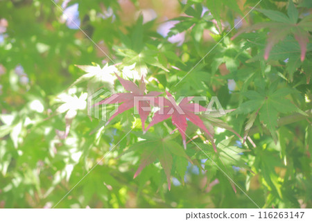 已經開始變紅的秋葉 已經開始變紅的秋葉 116263147