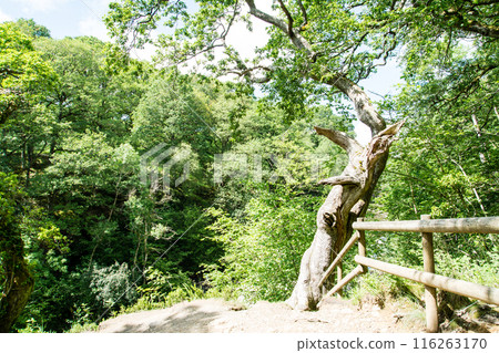 在南威爾斯的森林裡,明亮的陽光下,一棵死樹幹矗立在樹林裡 在南威爾斯的森林裡,明亮的陽光下,一棵死樹幹矗立在樹林裡 116263170