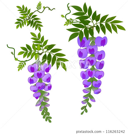 Wisteria of Fuji Wisteria of Fuji 116263242