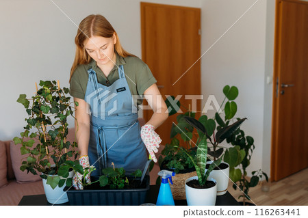 Happy 30s blonde woman in gloves carefully transplanting a green houseplant into a new pot. Indoor gardening. Caring for houseplants home. Female used small shovel to transplant plants Happy 30s blonde woman in gloves carefully transplanting a green houseplant into a new pot. Indoor gardening. Caring for houseplants home. Female used small shovel to transplant plants 116263441