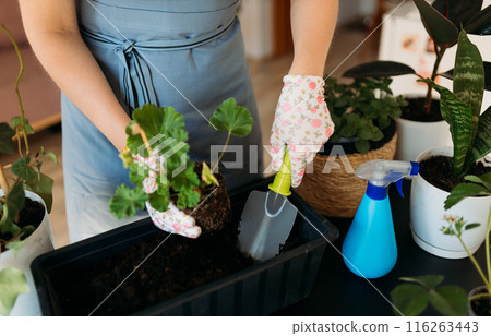 Cropped unrecognizable woman in gloves carefully transplanting a green houseplant into a new pot. Indoor gardening. Caring for houseplants home. Female used small shovel to transplant plants Cropped unrecognizable woman in gloves carefully transplanting a green houseplant into a new pot. Indoor gardening. Caring for houseplants home. Female used small shovel to transplant plants 116263443