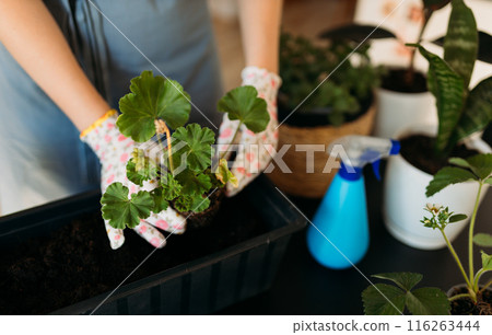 Cropped unrecognizable woman in gloves carefully transplanting a green houseplant into a new pot. Indoor gardening. Caring for houseplants home. Female used small shovel to transplant plants Cropped unrecognizable woman in gloves carefully transplanting a green houseplant into a new pot. Indoor gardening. Caring for houseplants home. Female used small shovel to transplant plants 116263444
