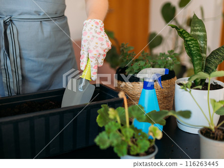 Cropped unrecognizable woman in gloves carefully transplanting a green houseplant into a new pot. Indoor gardening. Caring for houseplants home. Female used small shovel to transplant plants Cropped unrecognizable woman in gloves carefully transplanting a green houseplant into a new pot. Indoor gardening. Caring for houseplants home. Female used small shovel to transplant plants 116263445