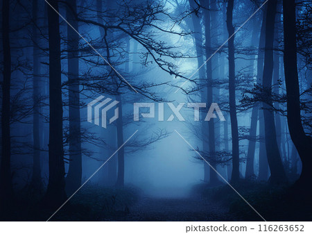 有霧的朦朧森林的剪影影像 116263652