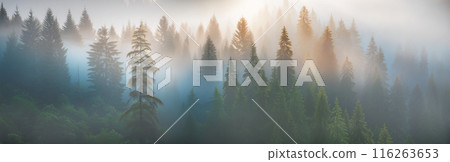 迷霧森林景觀 116263653