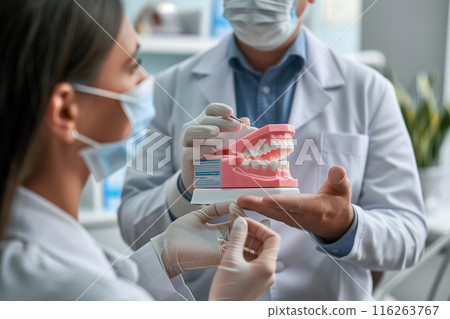 Dentist holds dental model and shows patient how to care for white teeth in clinic. 116263767
