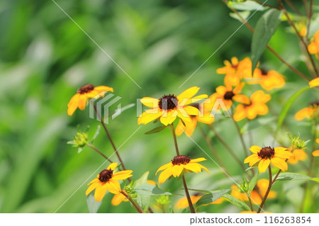 Orange Rudbeckia 116263854